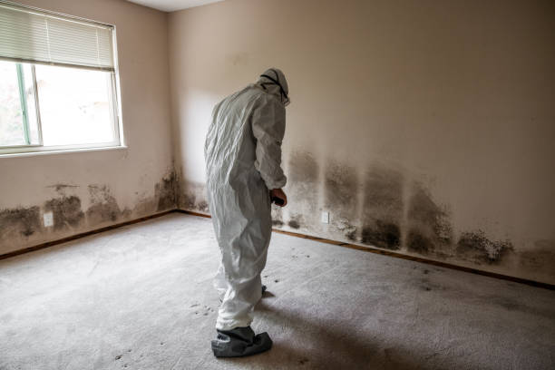 Mold Remediation for Specific Building Types